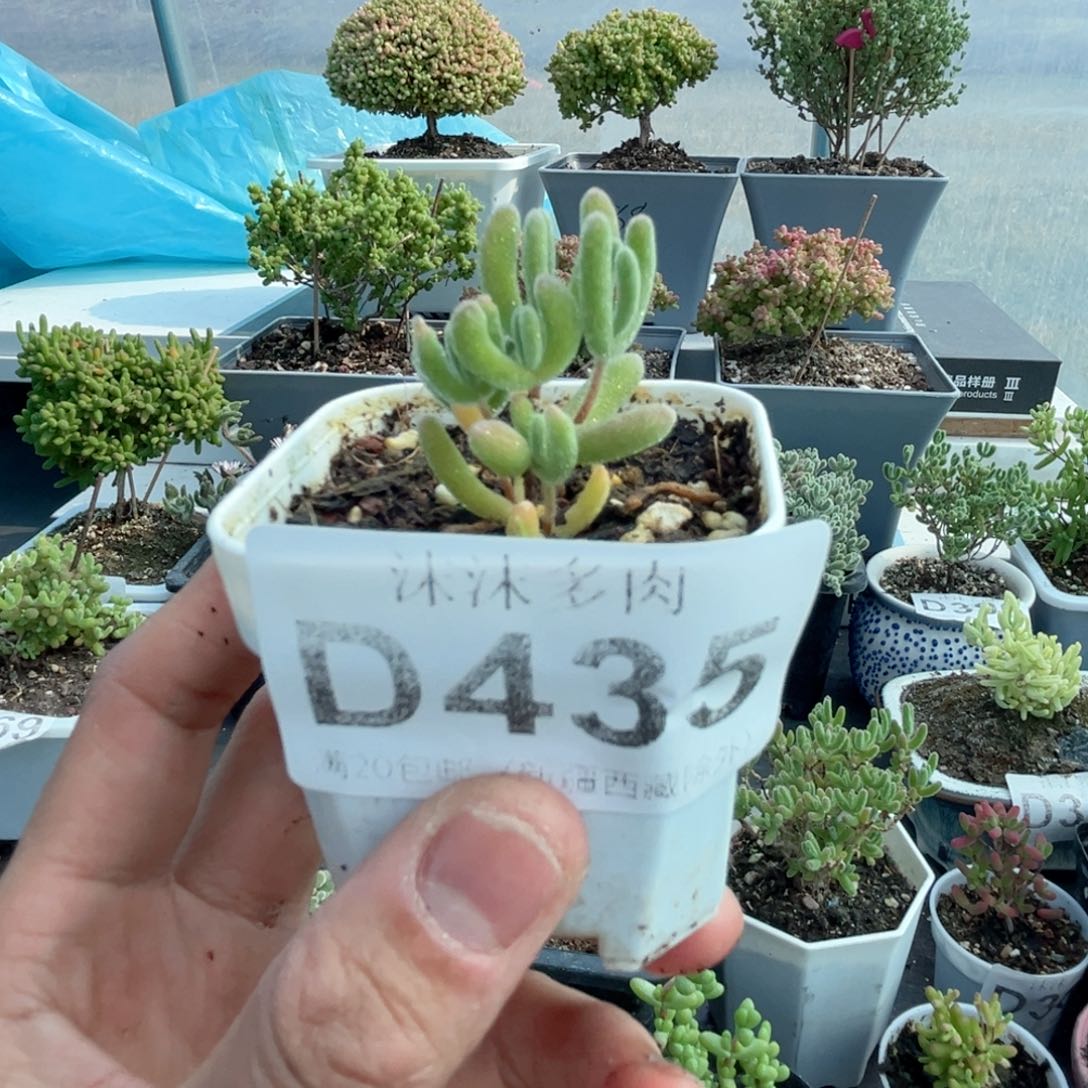 435红叶枝干番杏