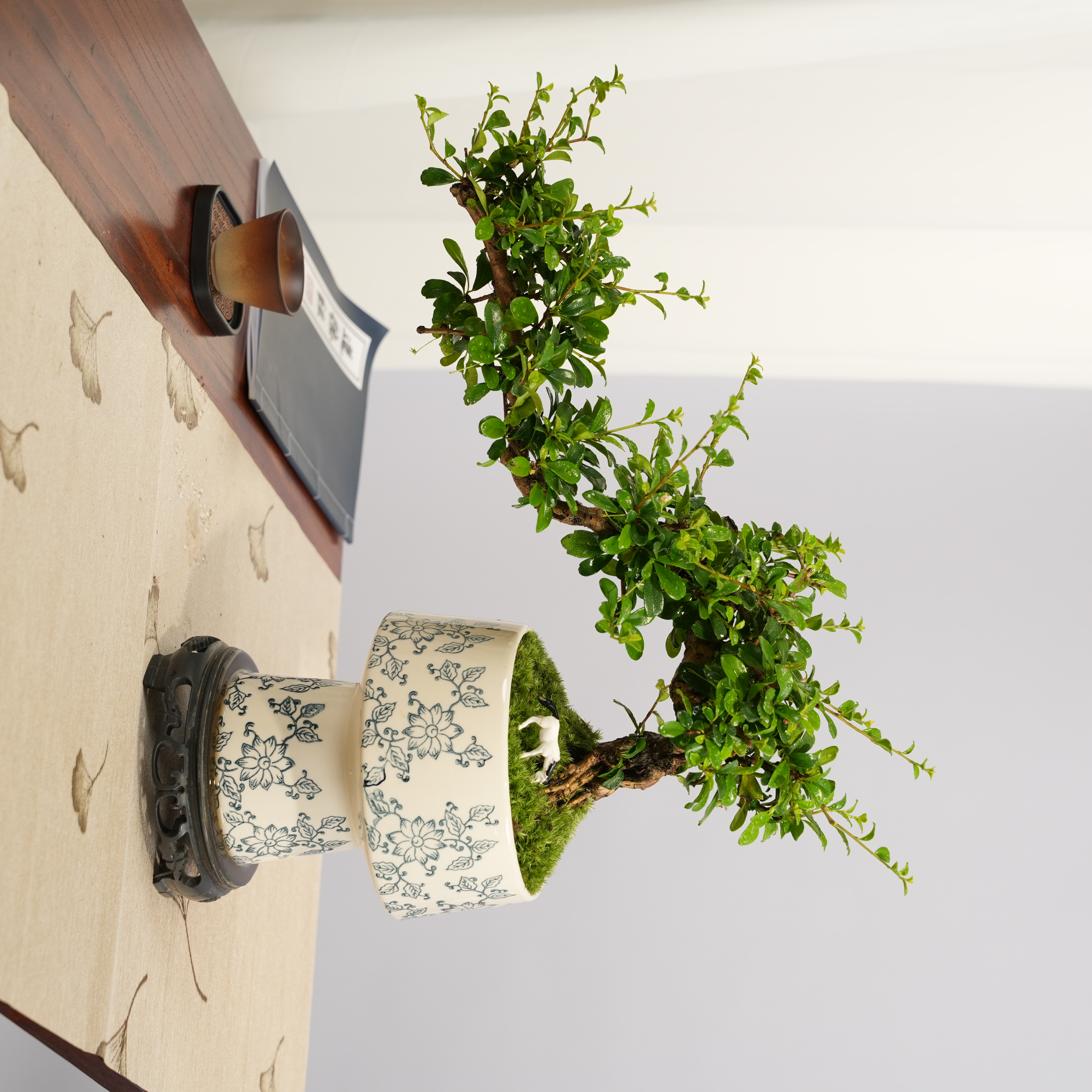 福建茶老桩悬崖提根盆景绿植室内茶桌办公室四季植物绿色