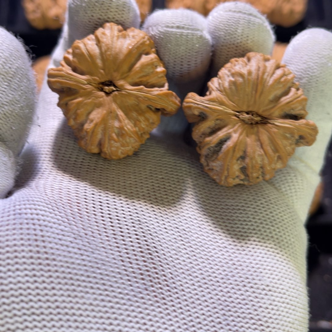 杰秦皇岛山地果全品