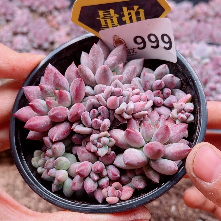 多肉植物多肉植物