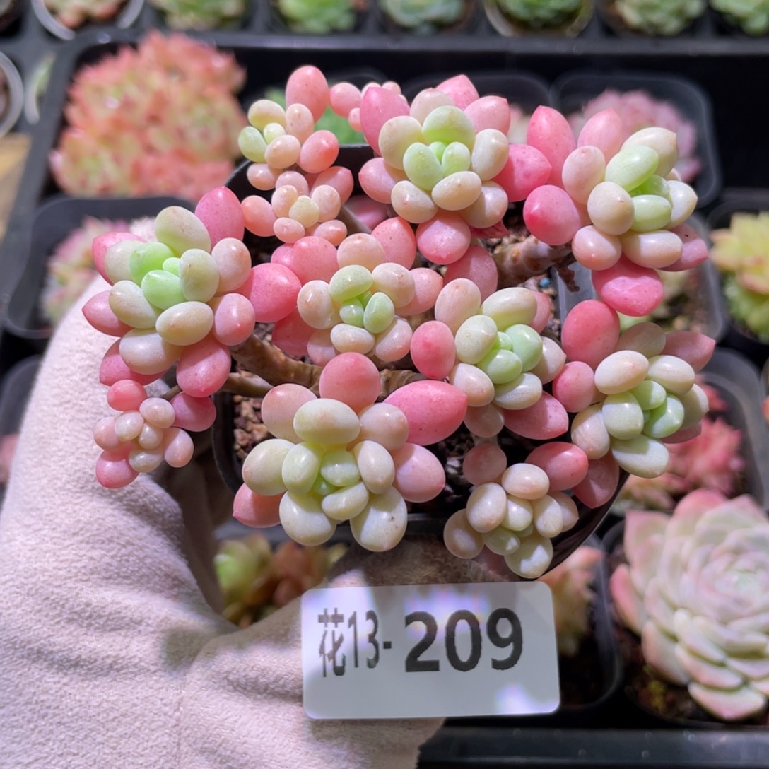 花利美13-209洛可可