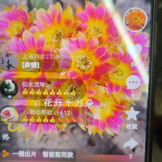 仙人球丽花阳光明媚侧芽