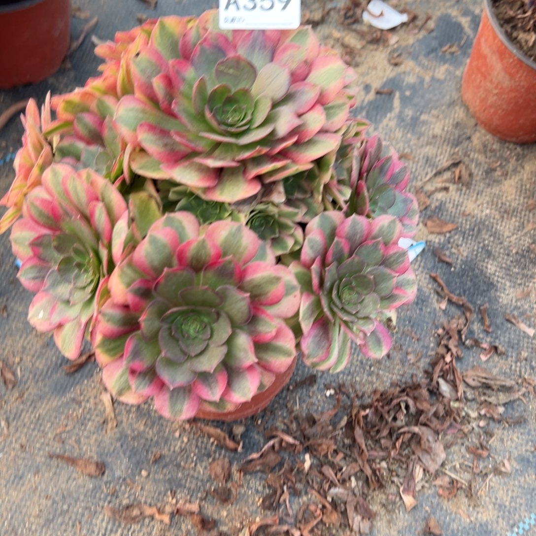 *****359雨荷多肉植物法师多肉