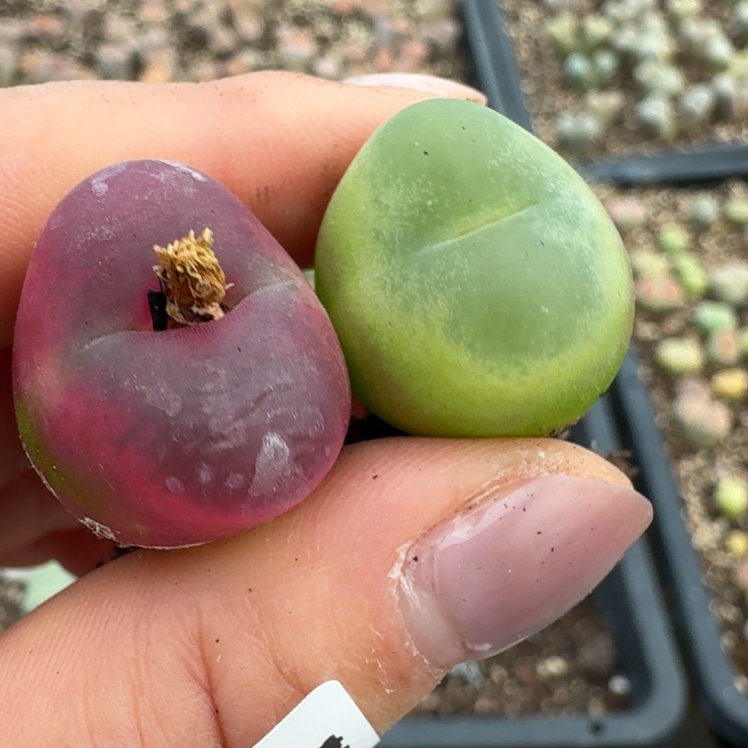 4139我看见了咯哦哦摸摸摸