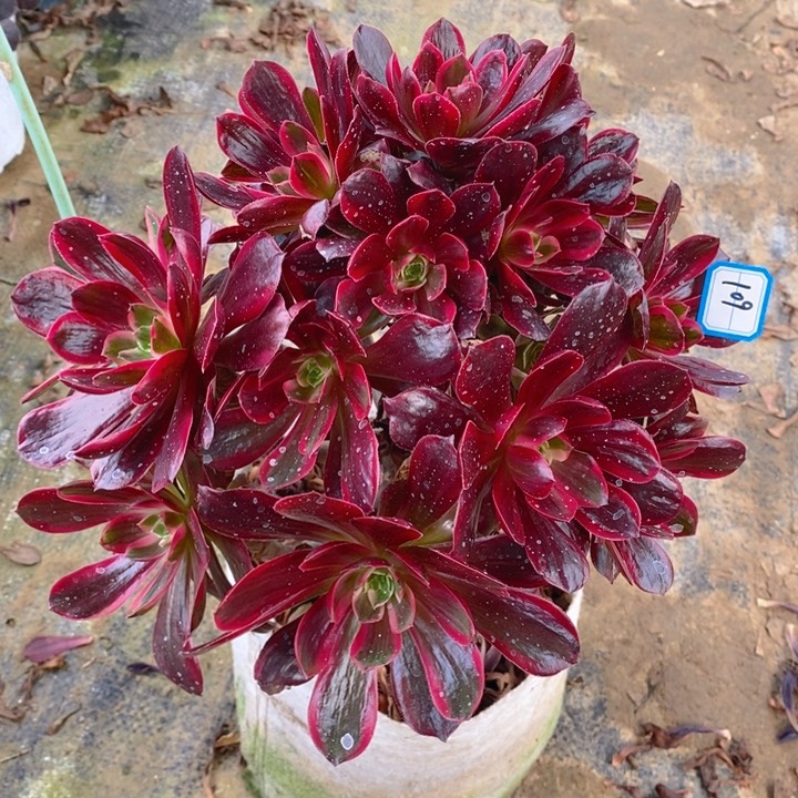 109赤霞飞多肉法师