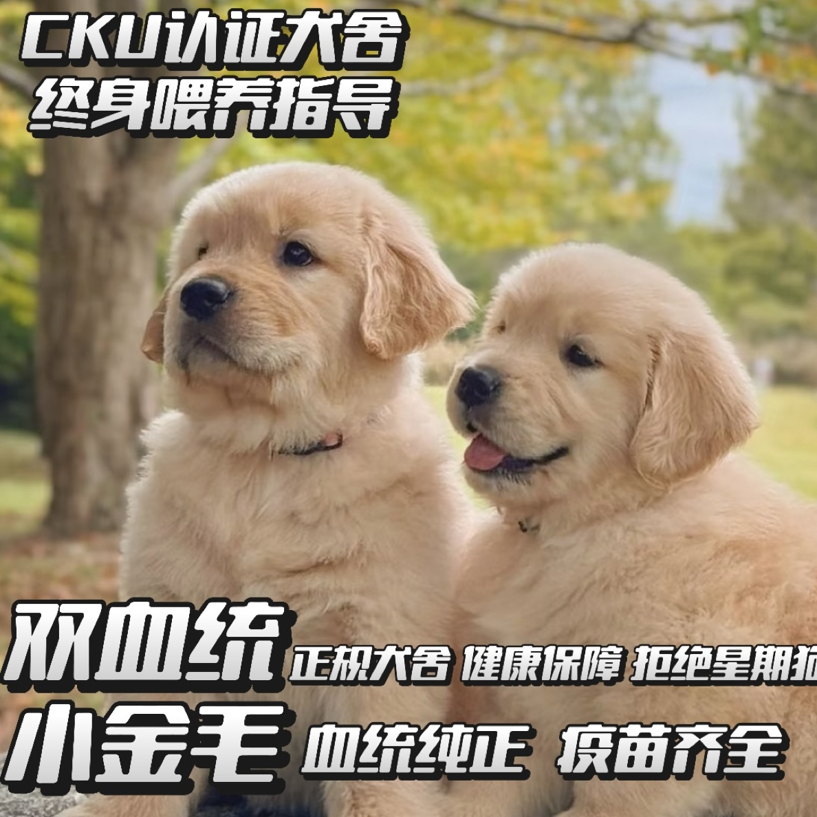 木木赛级金毛庄园幼犬