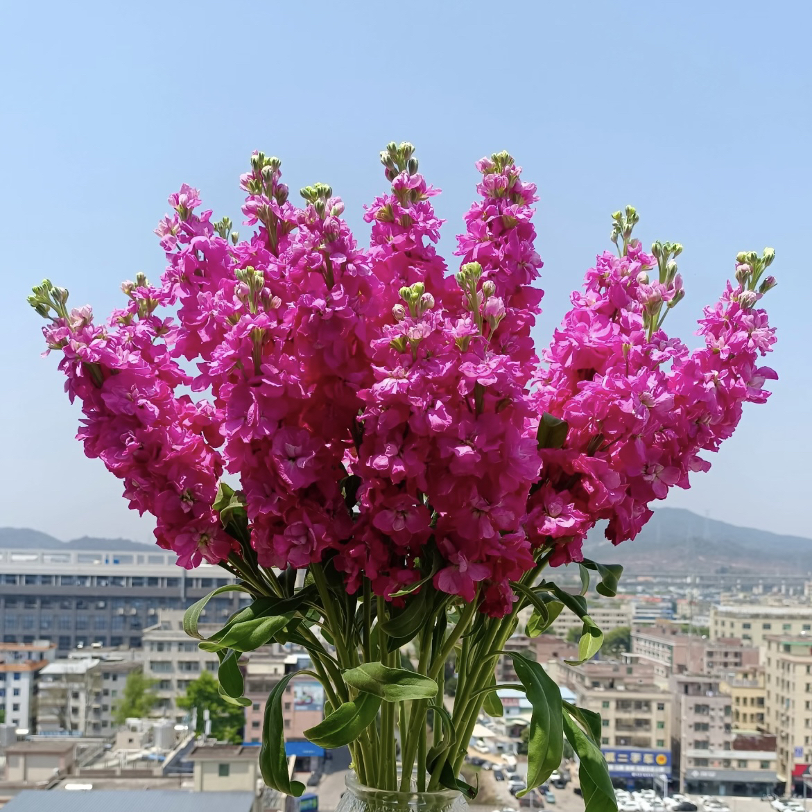 紫罗兰【颜色选拍】盆栽花卉花期长易养耐热耐晒耐寒植物