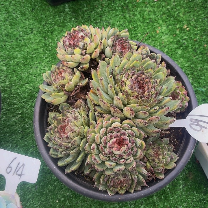 旂***妈丽娟花卉优选水晶多头