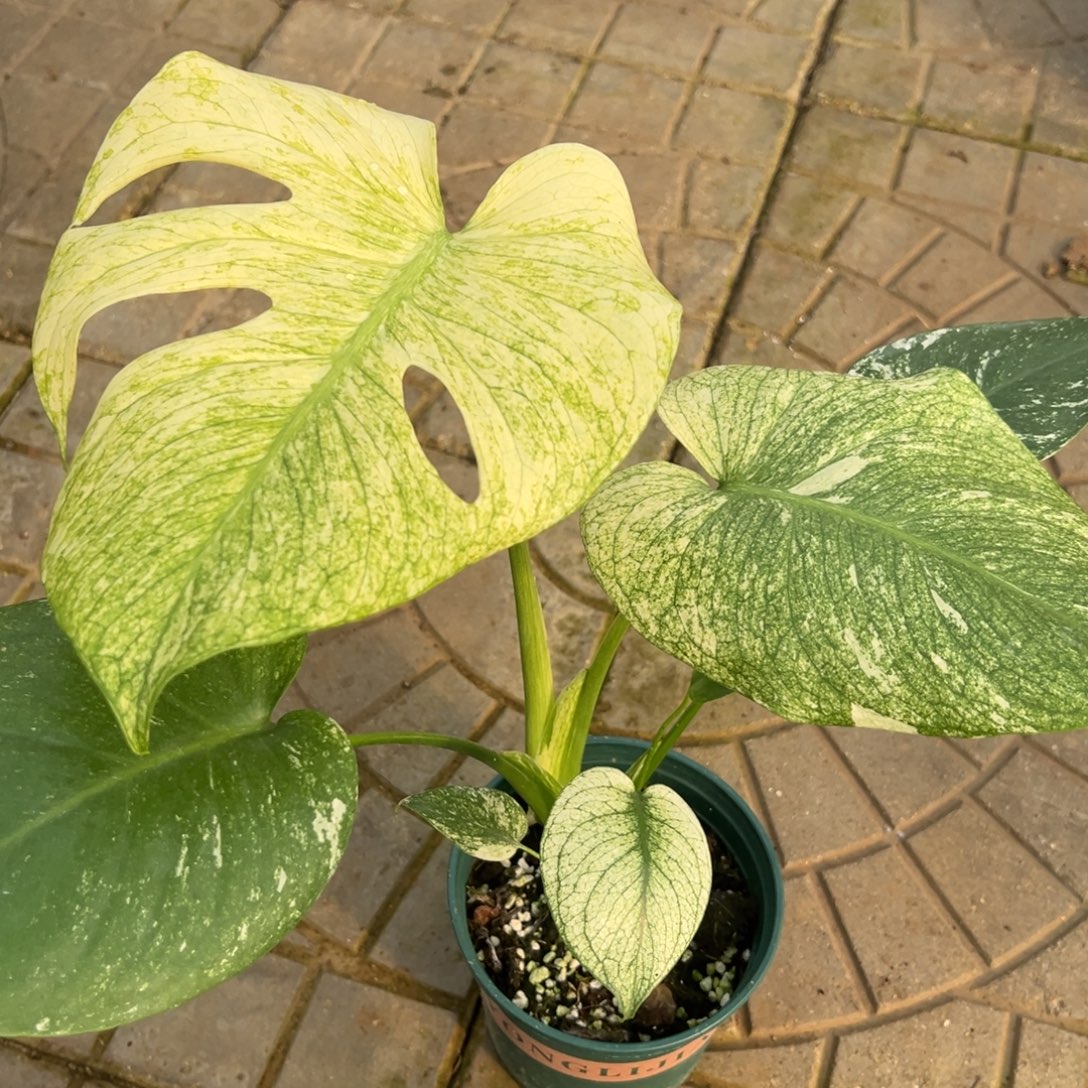 我***…完全开放9481白怪兽龟背竹