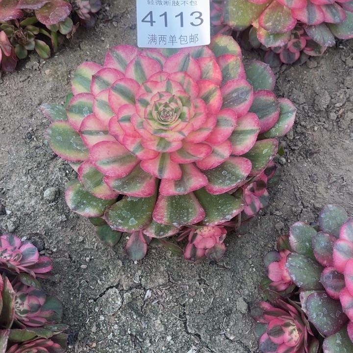 4113荔枝的的的人