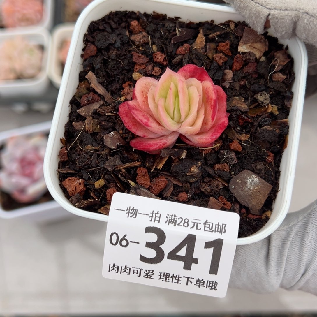 冰玫瑰多肉多多肉多肉多肉多肉