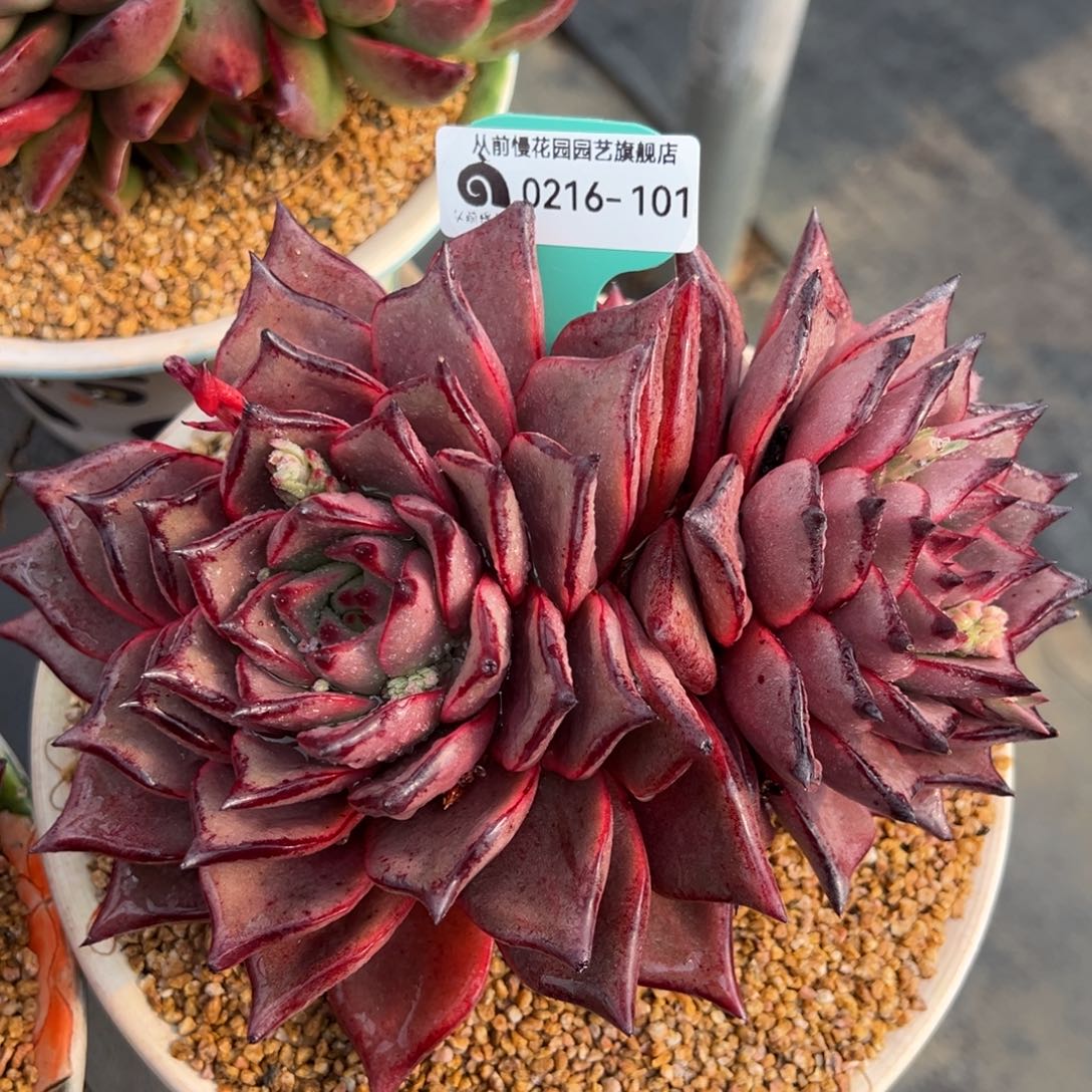 从前慢多肉精选编号0216.101