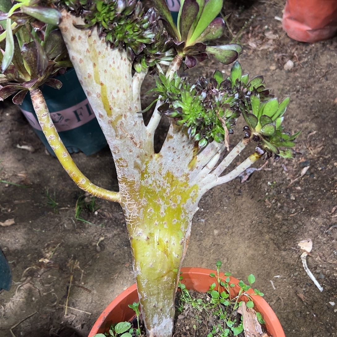 多肉310植物黑法师缀花干伤