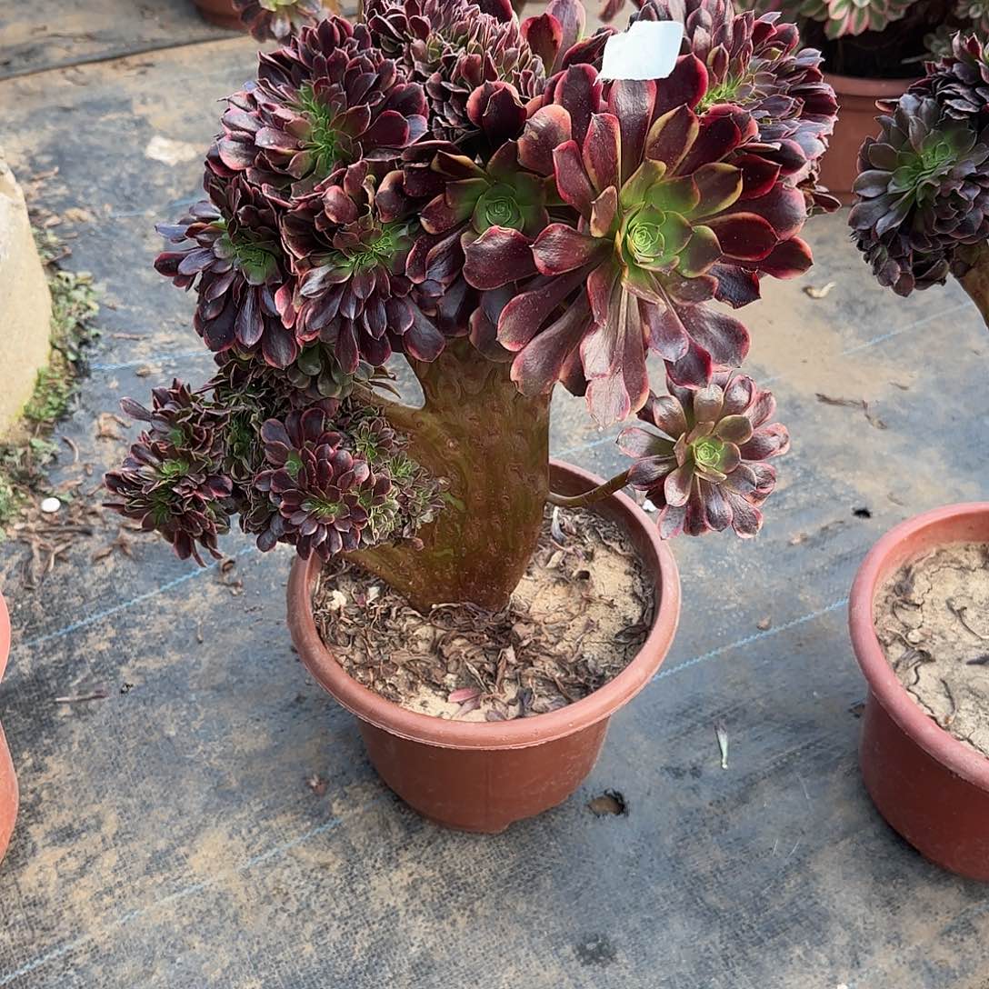 淡***定女郎欧嘉莉缀化脱土