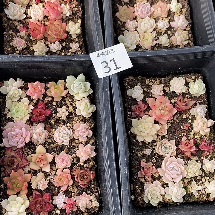 31 多肉植物盆栽花卉