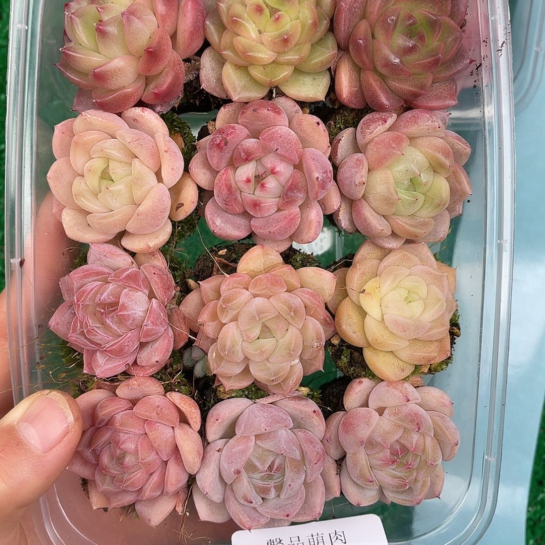 多肉一物一拍27-149