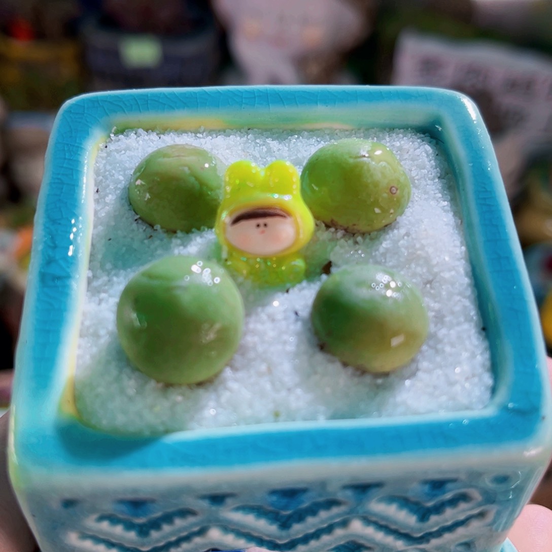 012四颗鸽子蛋连盆带土包邮