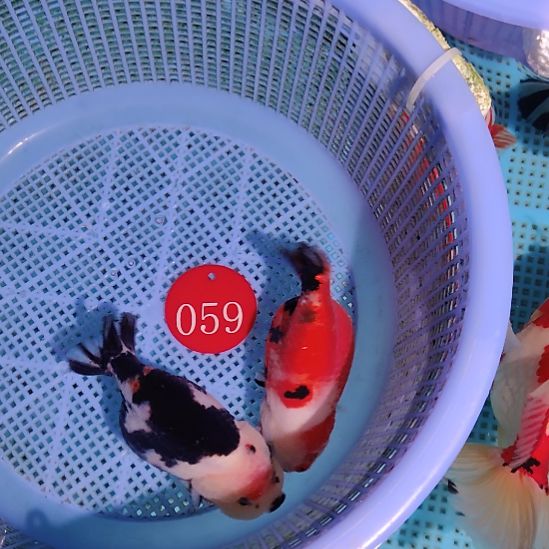 金鱼059兰寿两只特价顺丰包邮