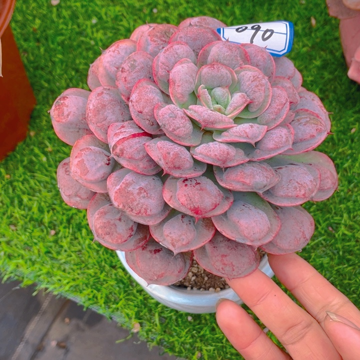 谢谢你的支持00000090