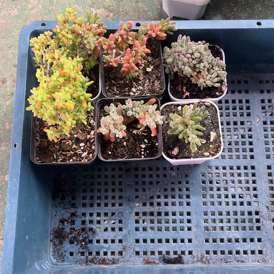 四***草新手套餐6颗优选枝干番杏