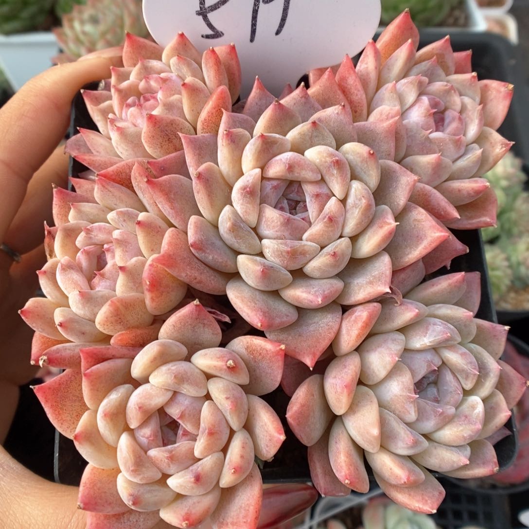 糖心粉魄群生579号