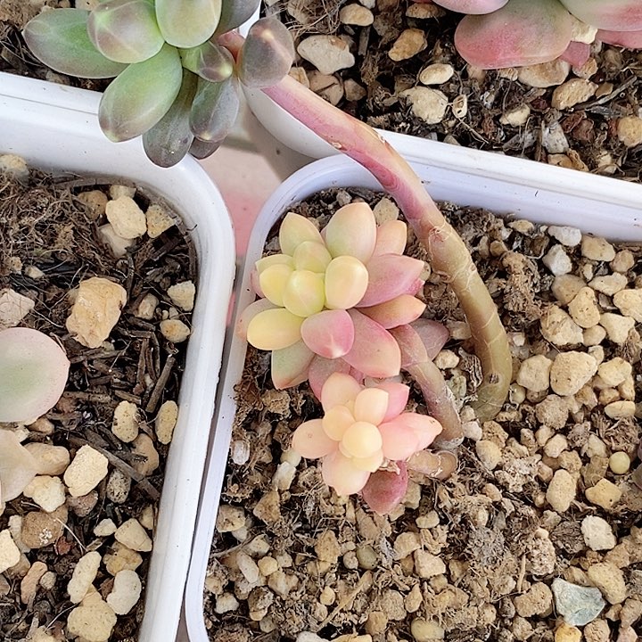 ‘*摇千代田一物一拍，