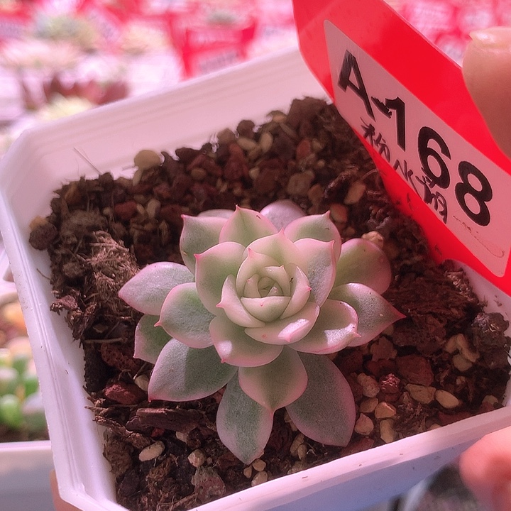 粉水晶覆轮锦有根