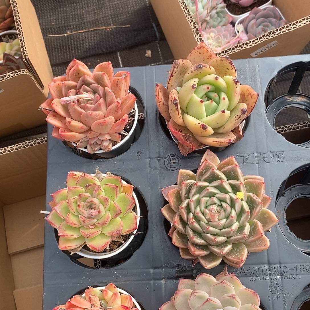 六色长睫毛9.9包邮 6435