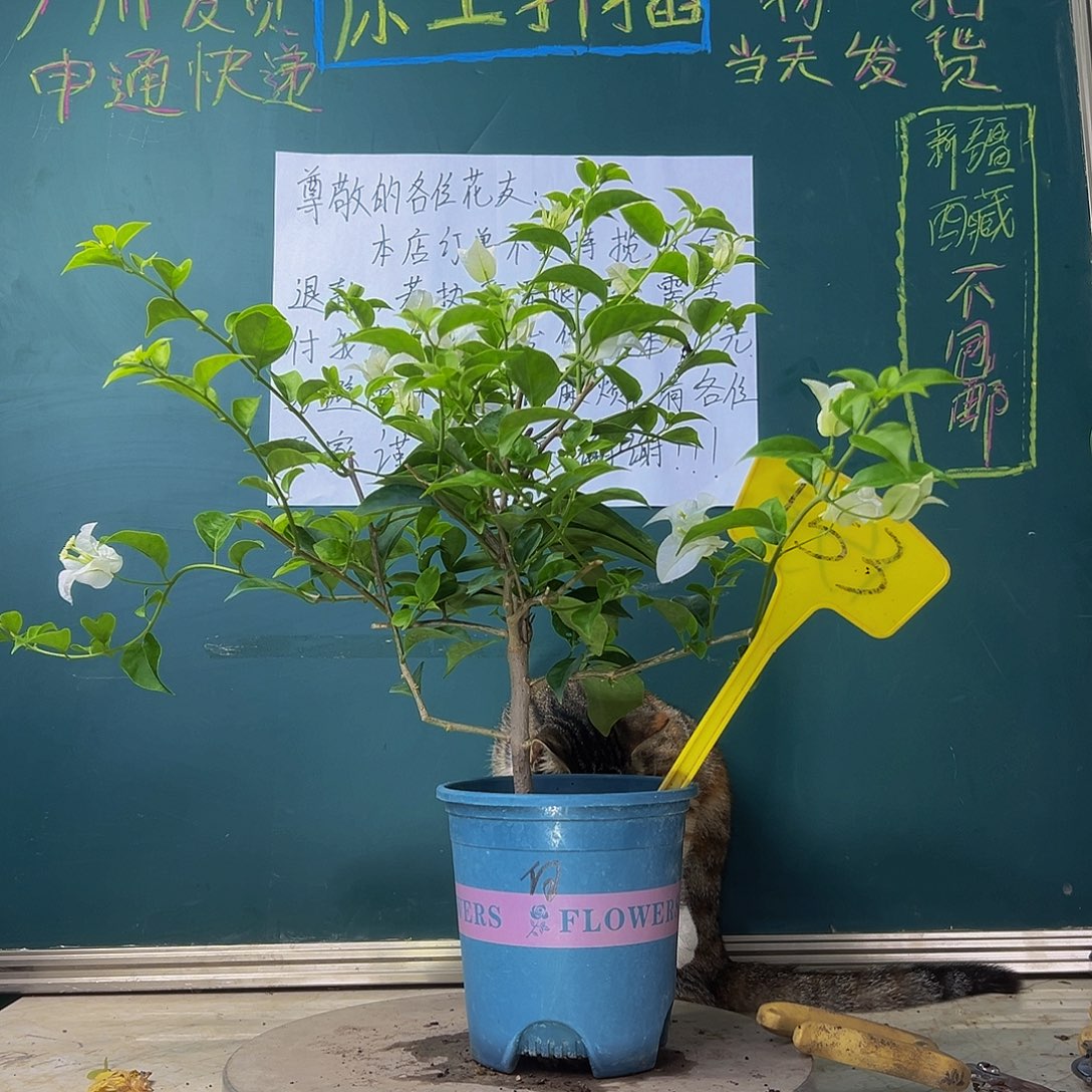 当前无花栽培后可以开花白雪公主 153