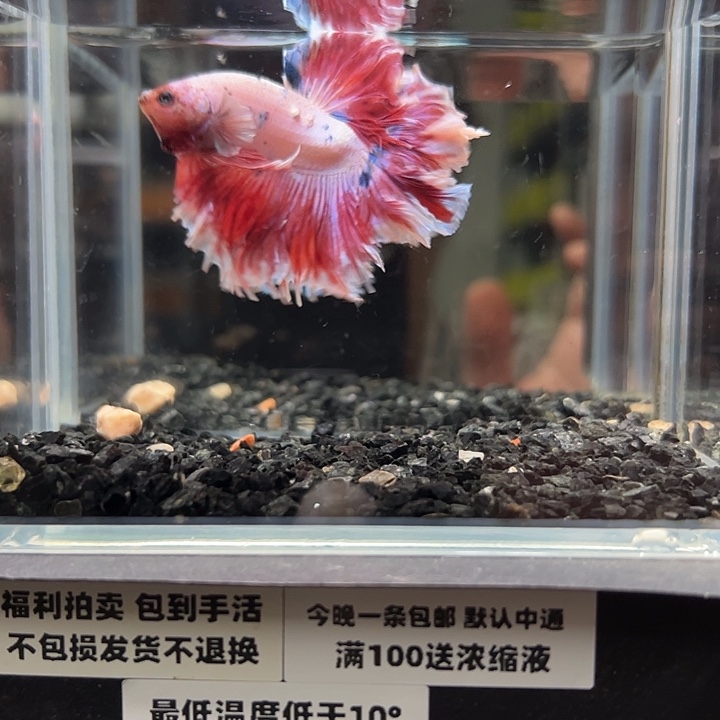 斗鱼跑单拉黑9日92