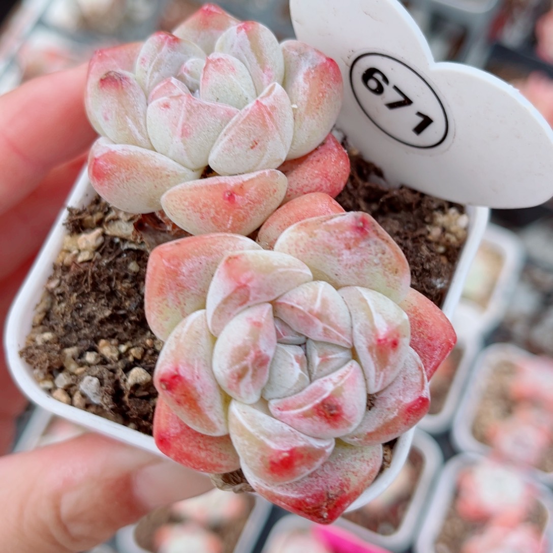 671号小老桩冰玉双头