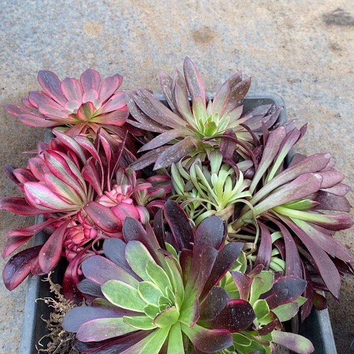 5颗法师框拍28123