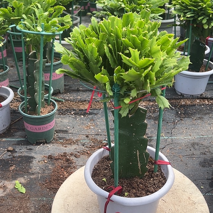多色蟹爪兰原土带花架