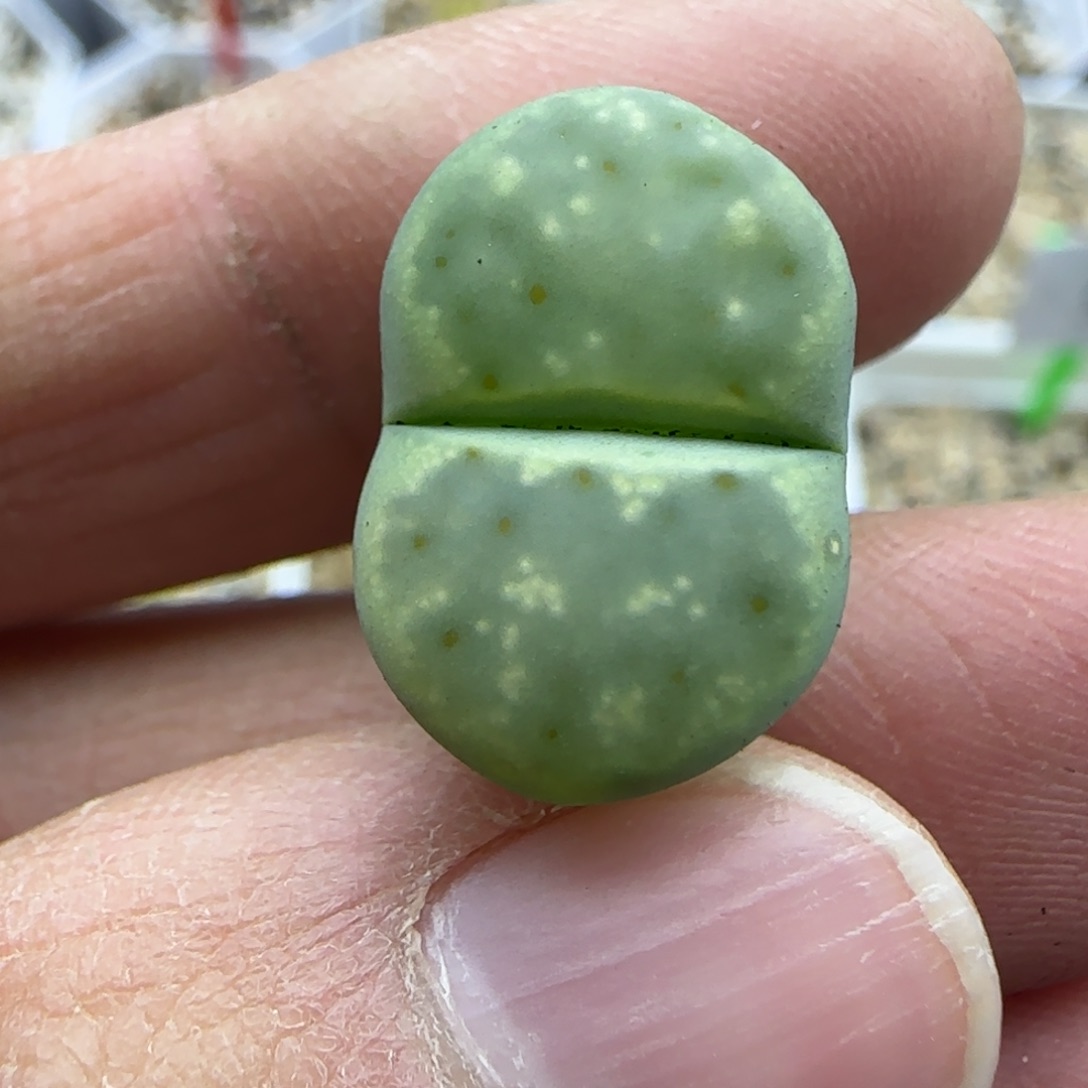 420 清框福利30包邮