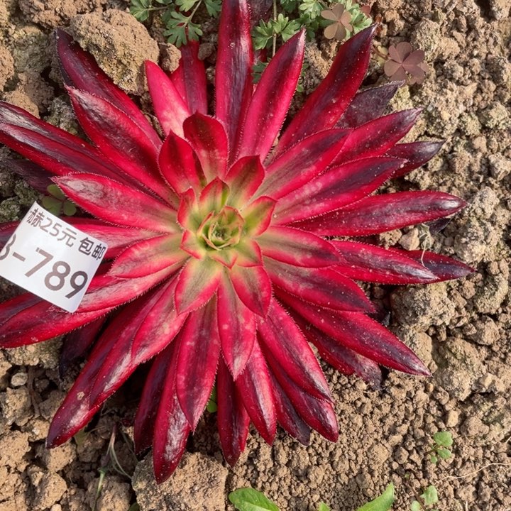 789朱雀多肉12345678