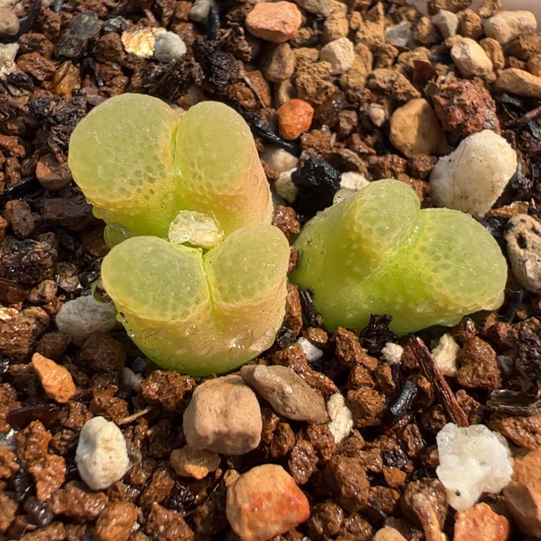 782多肉植物组合