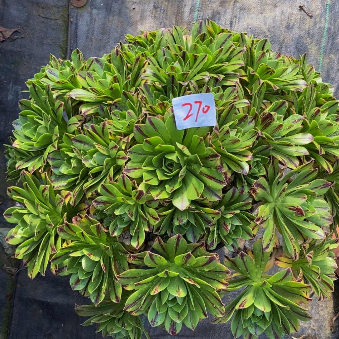 270号碧火法师多肉