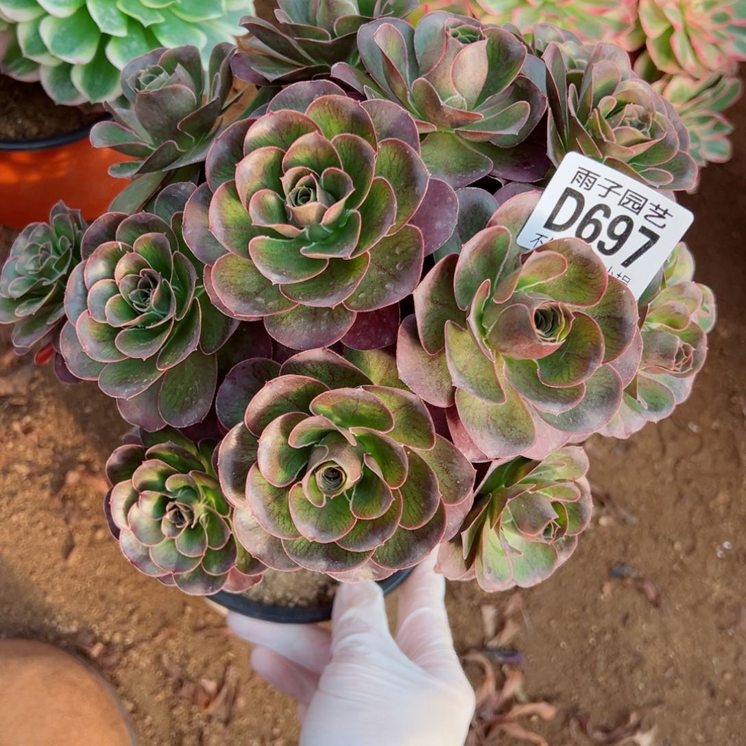 697魅金玫瑰雨子多肉植物