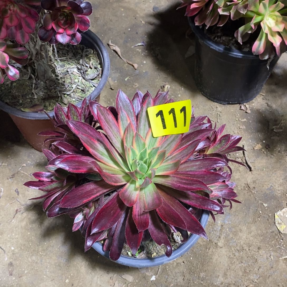 孔雀锦多肉法师111