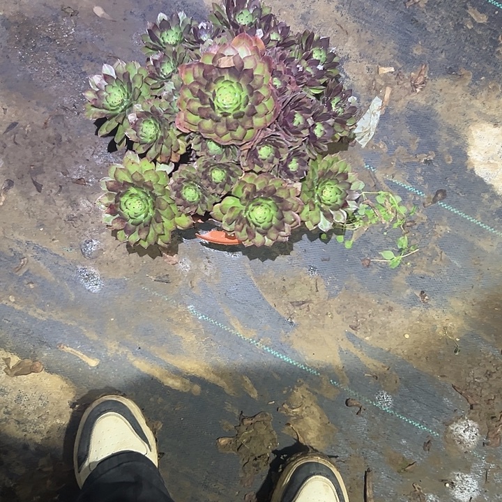 吉***意不包侧枝一物一拍15