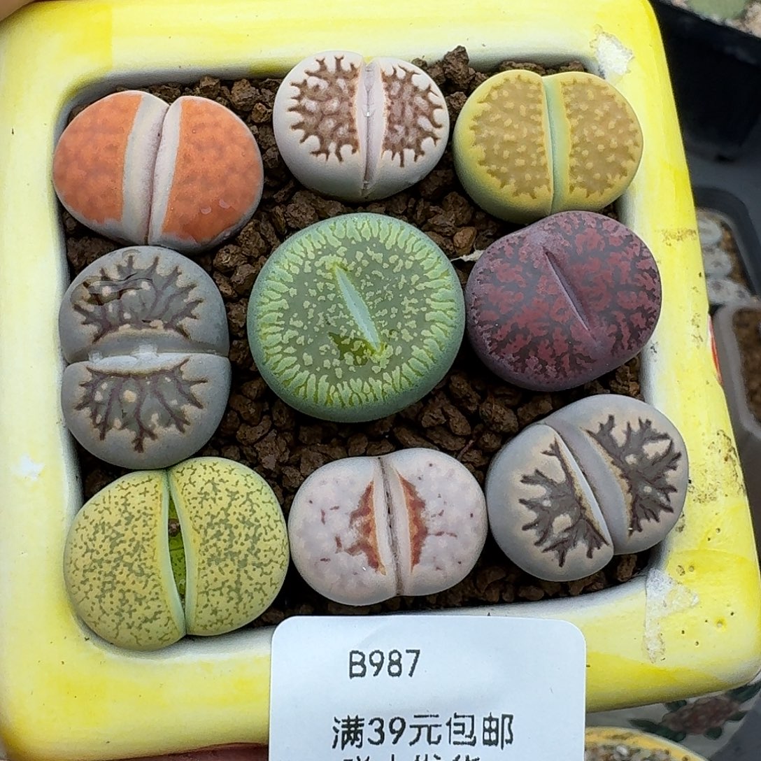 987多肉哈哈哈哈哈哈吧