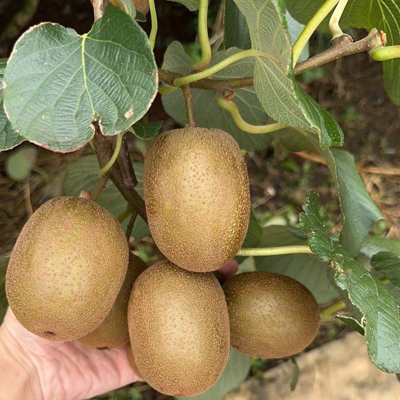 广西贺州红心猕猴桃新鲜水果4-5斤应季水果