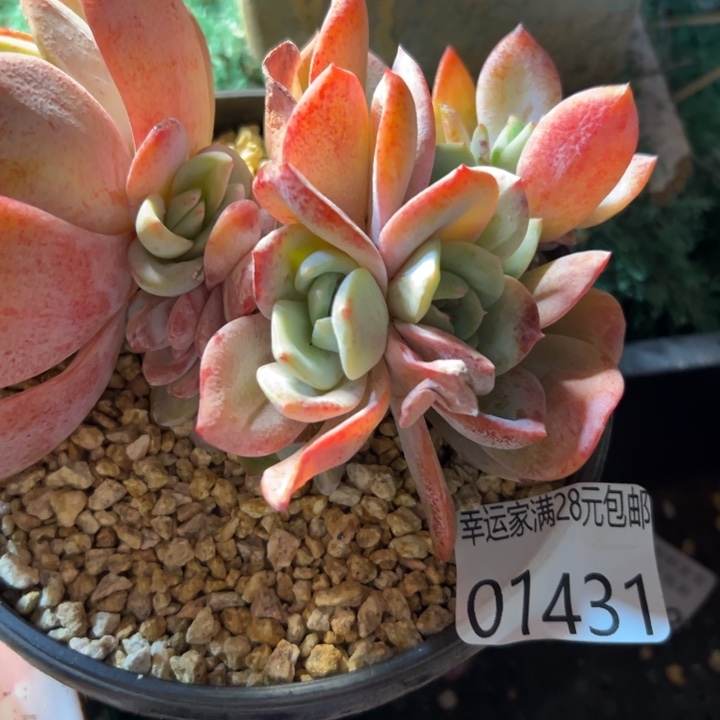 幸运的是我还在努力地