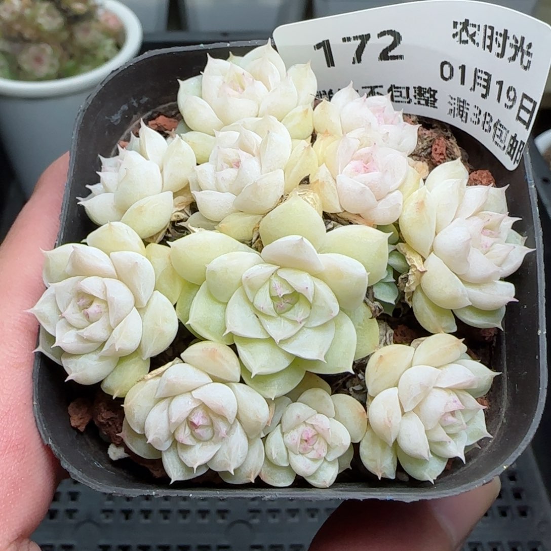 0119-172花朵麦秆