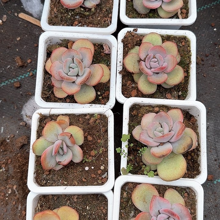 陈*姐青蛙王子儿童牙膏111