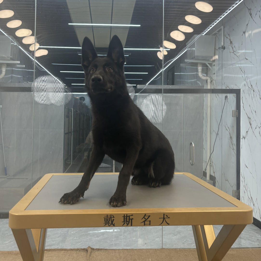 【戴斯名犬】东德牧羊犬 活体 狗狗 