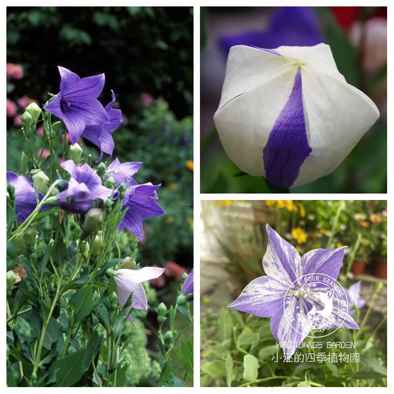 蓝白条纹桔梗 夏秋开花 多年生草本植物 耐热耐寒盆栽苗 野趣花苗