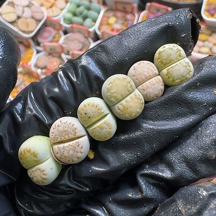 生石花111112。   323