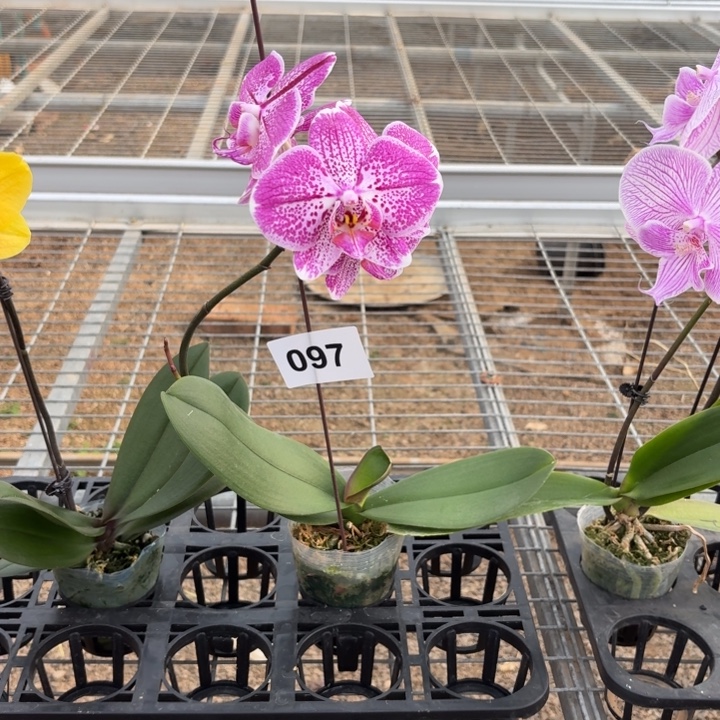 十***里完全开放097蝴蝶兰一物一拍