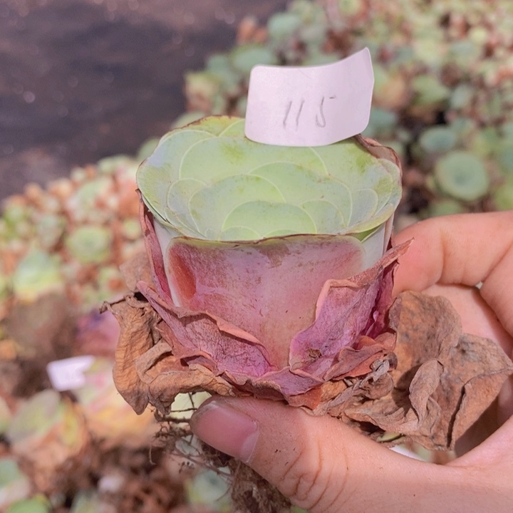 山地玫瑰115满15包邮